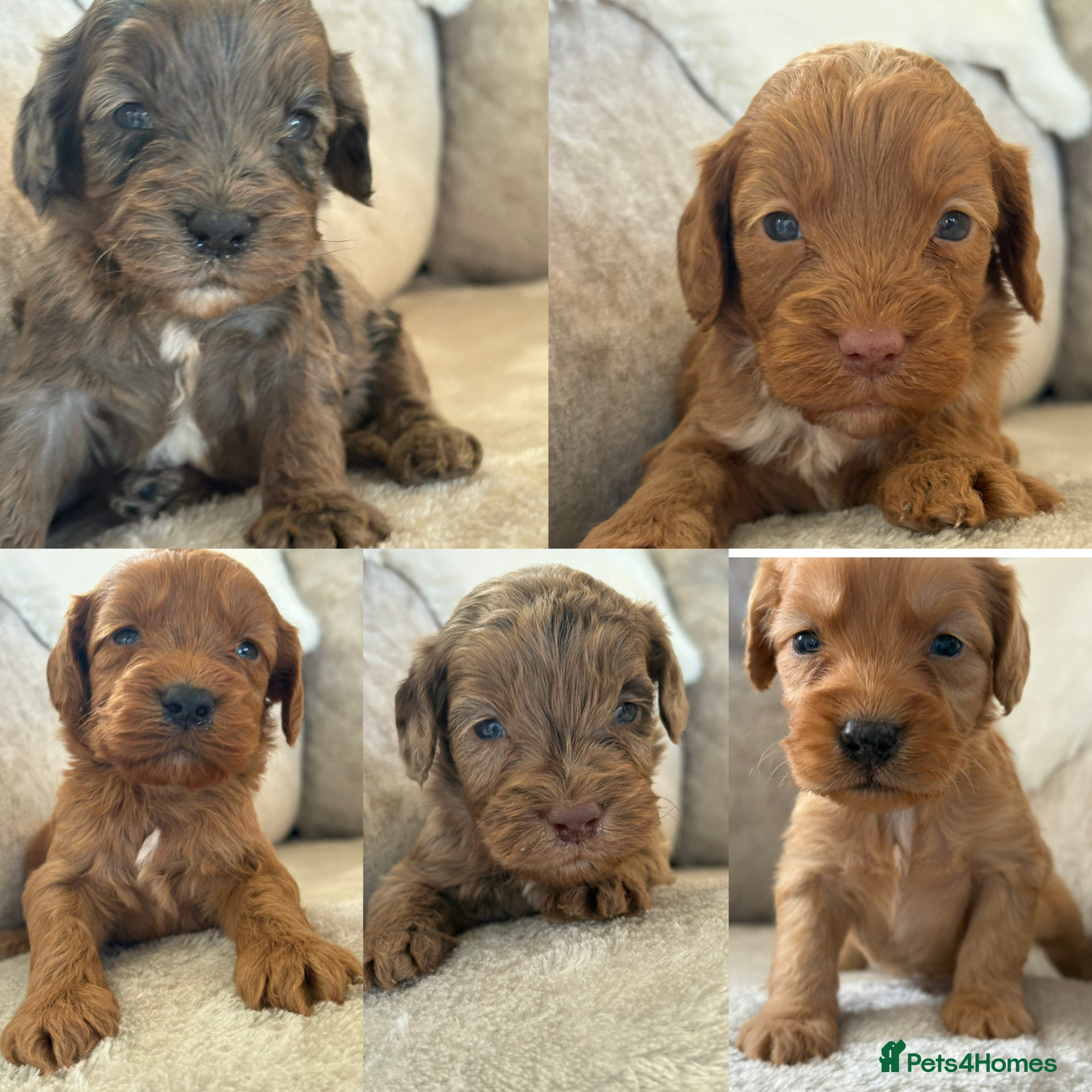 Cockapoo dogs Stunning f1 cockapoo puppies 🐶  - Advert 1