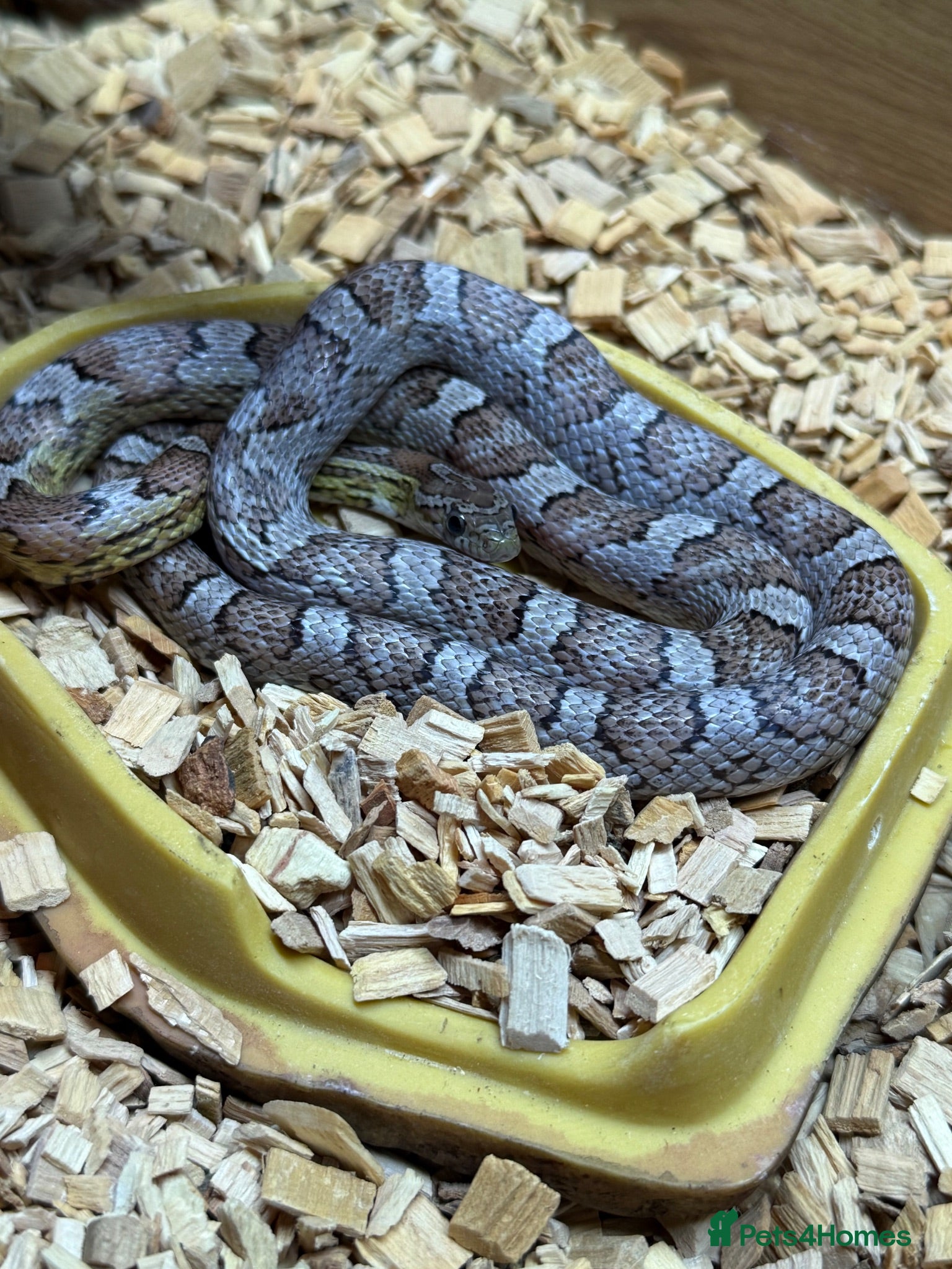 Corn Snake reptiles Anery and Common Corn Snakes  - Advert 2