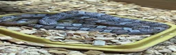 Corn Snake reptiles for sale: Anery and Common Corn Snakes  in Carterton - Advert 1