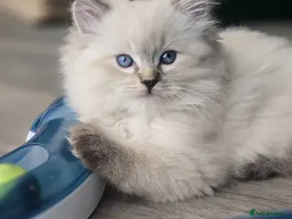 Ragdoll cats 🐾 TICA Beautiful Ragdoll Kittens - Last Boy 🐾 - Advert 4