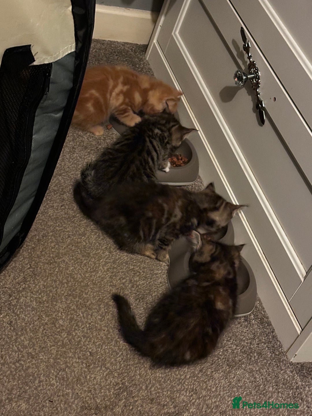 Domestic Shorthair cats for sale: 4 beautiful kittens, 2 boys and 2 girls - Image 4
