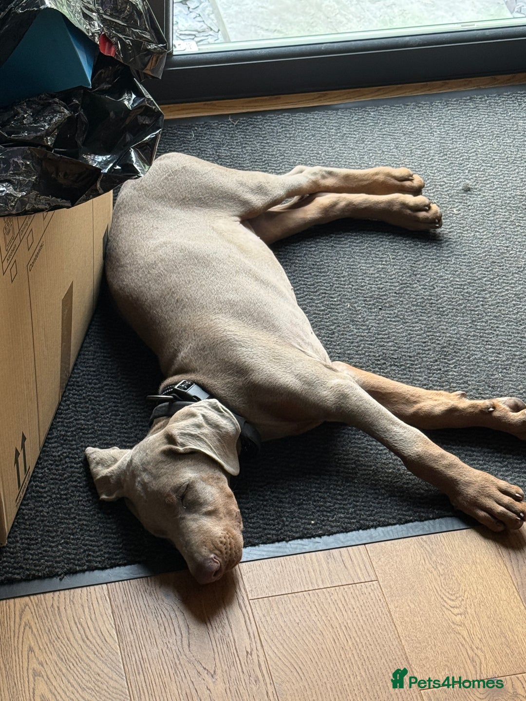 Dobermann dogs for sale: Theo needs a new home - Advert 4