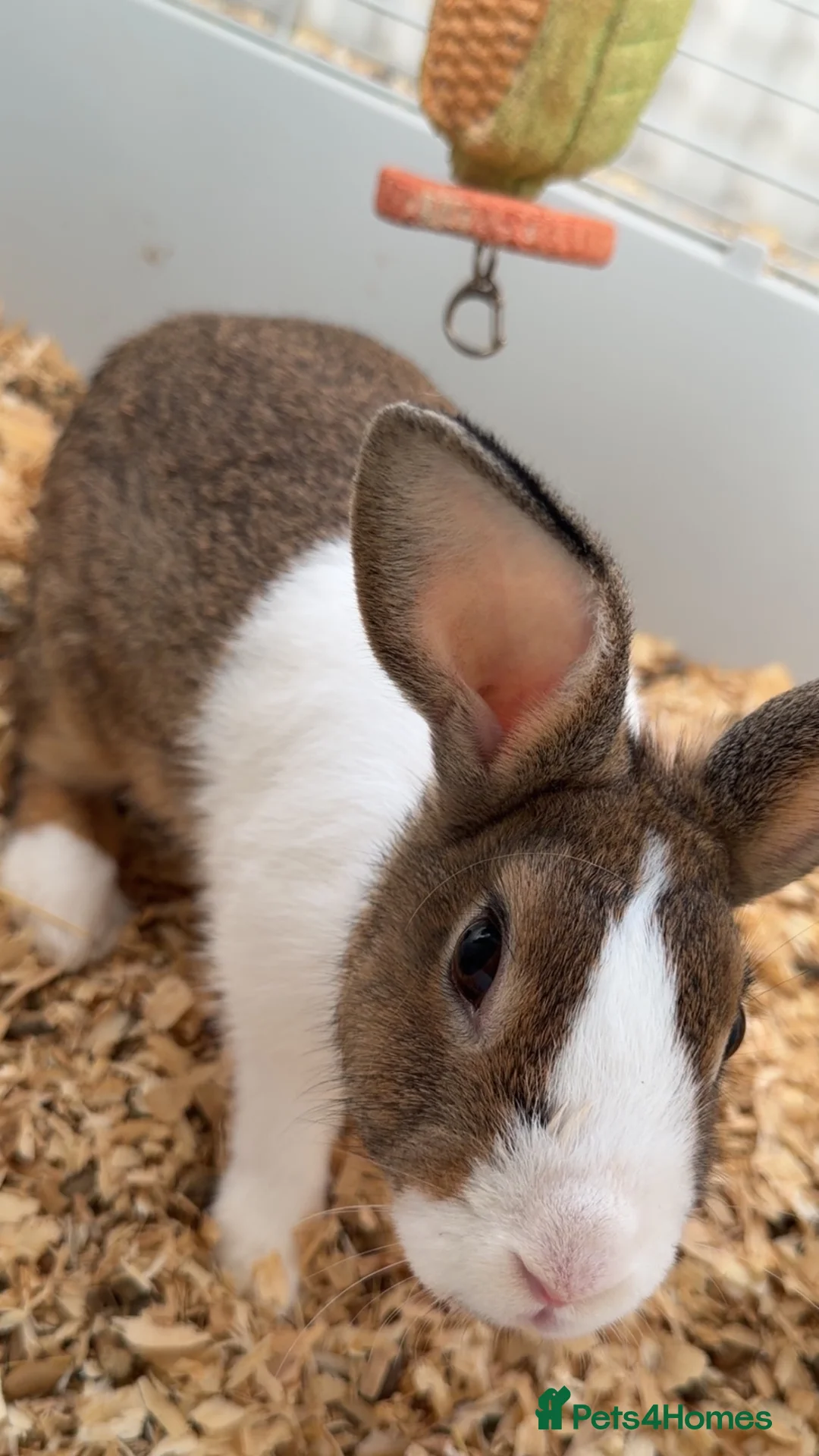 Dutch rabbits for sale: Rabbit needing a good home - Advert 3