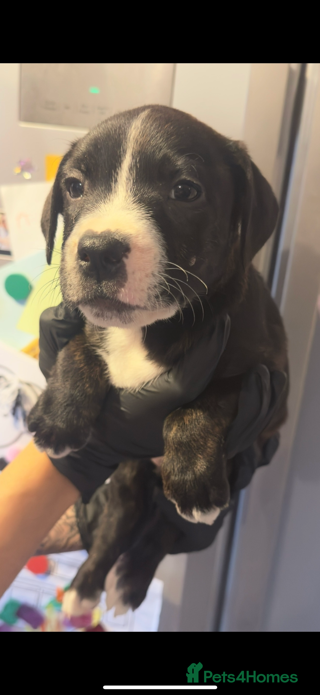 Staffordshire Bull Terrier dogs for sale: Male Staffordshire Bull Terrier Mix Puppies - Advert 4