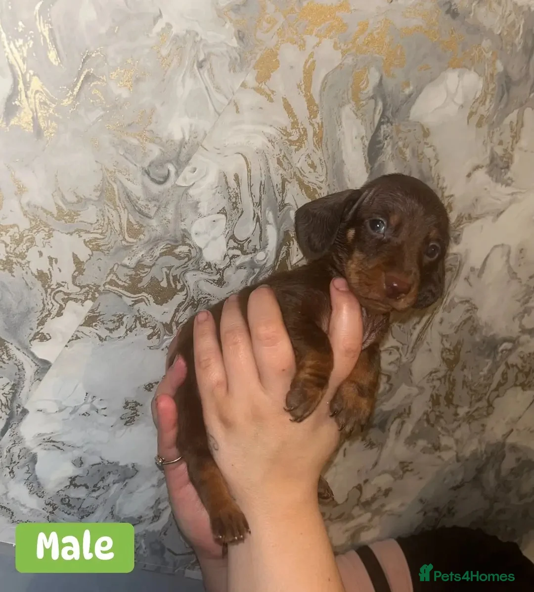 Miniature Dachshund dogs for sale: Minature Dachshund puppys  - Advert 38