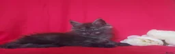 Maine Coon cats for sale: GCCF REGISTERED MAINE COON KITTENS FOR SALE  - Advert 31