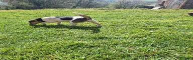 Jack Russell 1