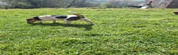 Jack Russell dogs for sale: Jack Russell pups  - Advert 17