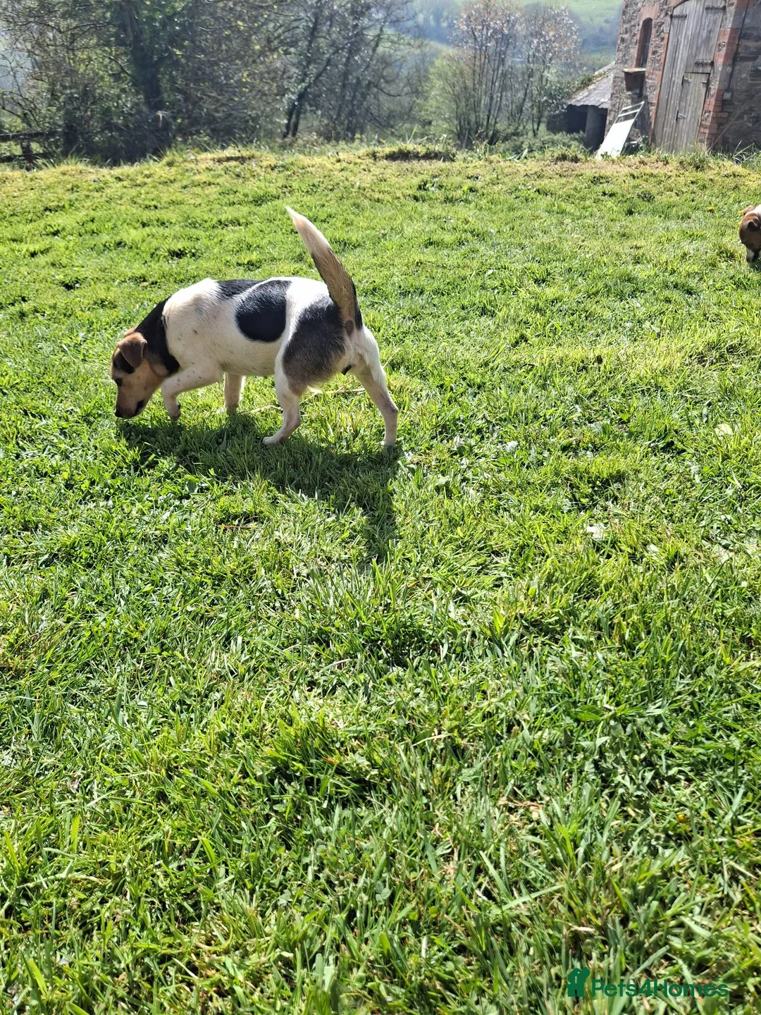 Jack Russell dogs for sale: Jack Russell pups  - Advert 17