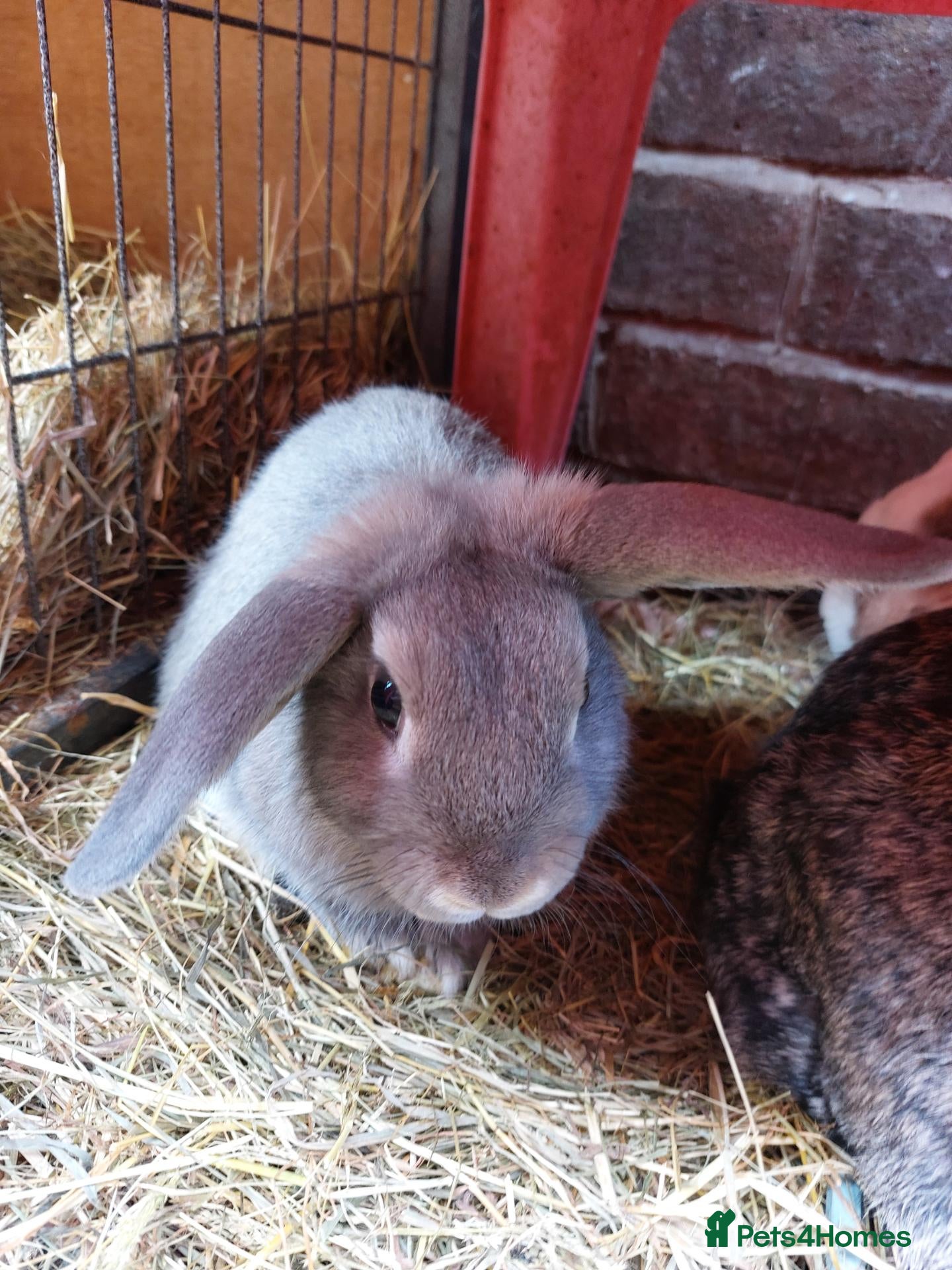 Mixed Breed rabbits Male mixed breed rabbit  - Advert 1