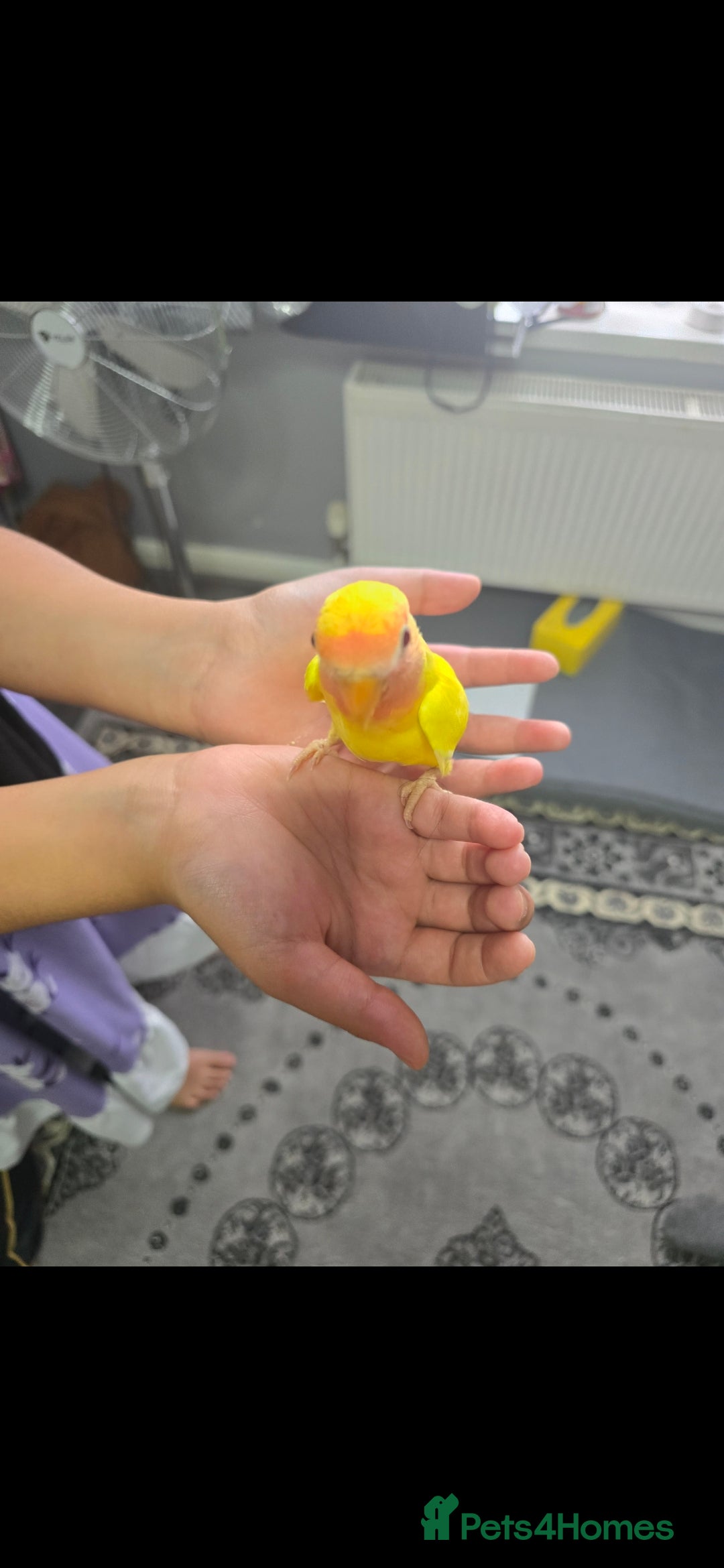 Lovebirds birds for sale: Baby lovebird  - Image 2