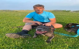 Staffordshire Bull Terrier dogs for sale: 3 blue Staffordshire bull terriers males  - Image 1