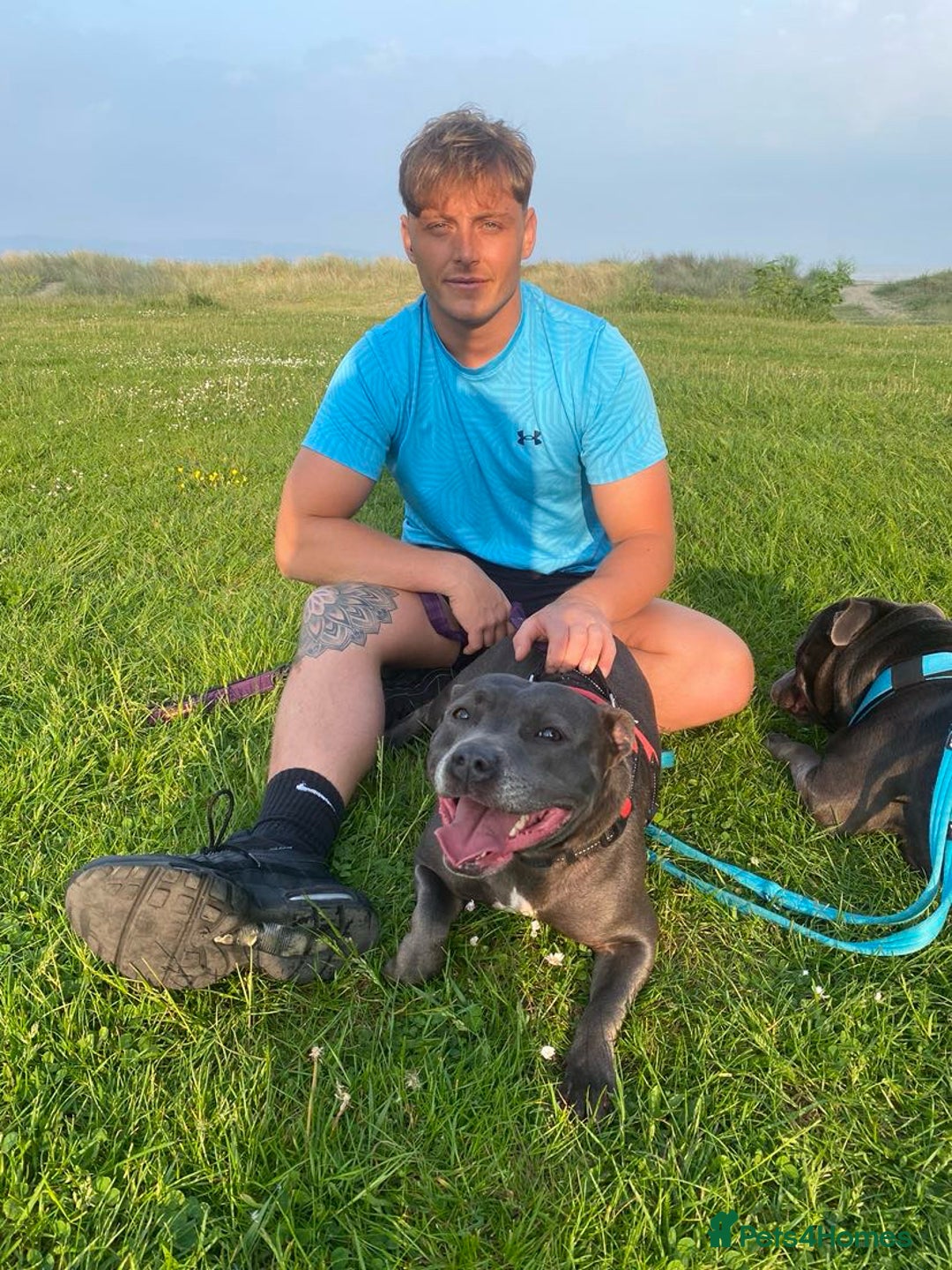 Staffordshire Bull Terrier dogs for sale: 3 blue Staffordshire bull terriers males  - Image 1