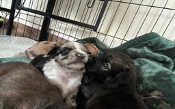 Mixed Breed dogs for sale: American cocker spaniel x Pomeranian  - Image 13