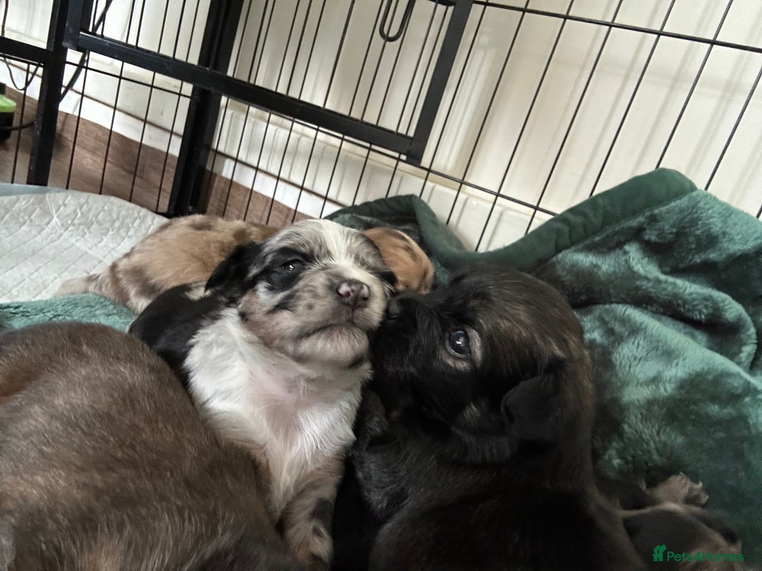 Mixed Breed dogs for sale: American cocker spaniel x Pomeranian  - Image 13
