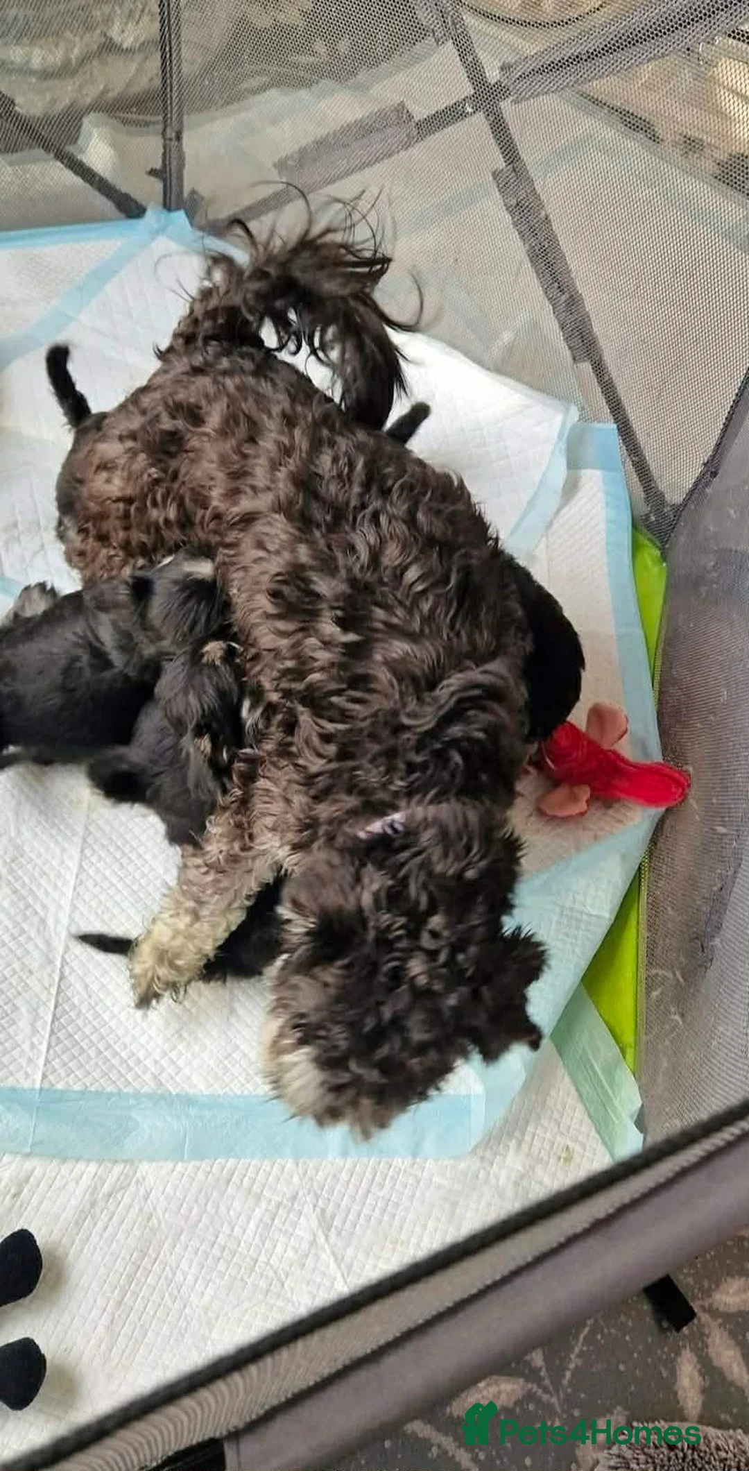 Miniature Schnauzer dogs for sale: 4 beautiful miniature schnauzer  in Dunstable - Advert 1
