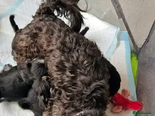 Miniature Schnauzer dogs 4 beautiful miniature schnauzer - Advert 2