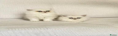 Persian Kitten 1