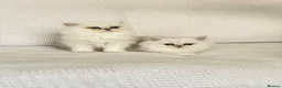 Persian cats for sale: Ready - persian chinchilla kittens - Advert 4