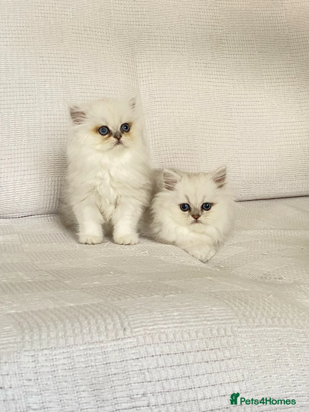 Persian cats for sale: Ready - persian chinchilla kittens - Advert 4