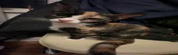Mixed Breed cats for sale: Kittens for sale - Advert 1