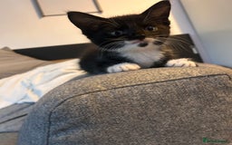 Maine Coon cats for sale: 1/2 Maine coon, 1 boy left. 8 weeks & ready to go - Image 1