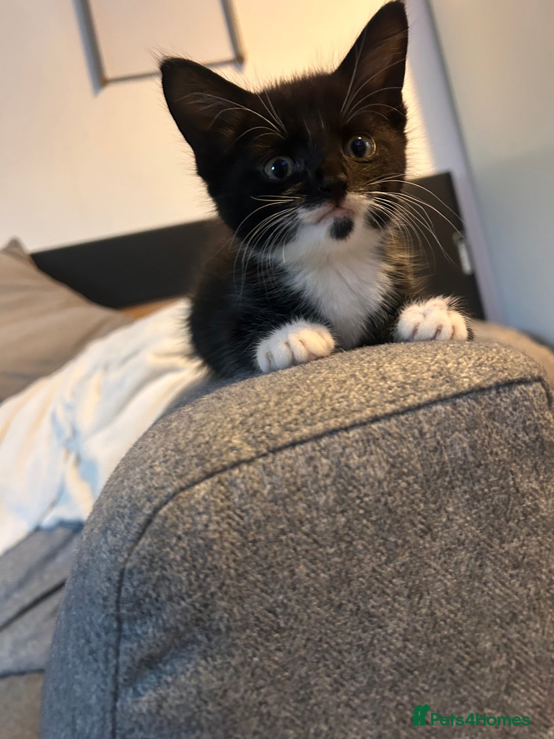 Maine Coon cats for sale: 1/2 Maine coon, 1 boy left. 8 weeks & ready to go - Image 1