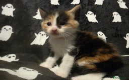 Mixed Breed cats for sale: Kittens for sale  - Image 4