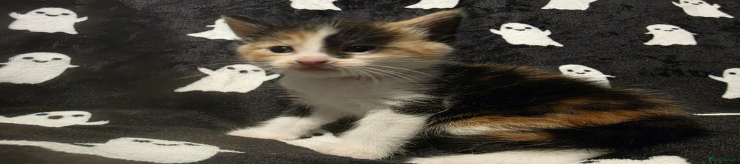 Mixed Breed Kitten 2