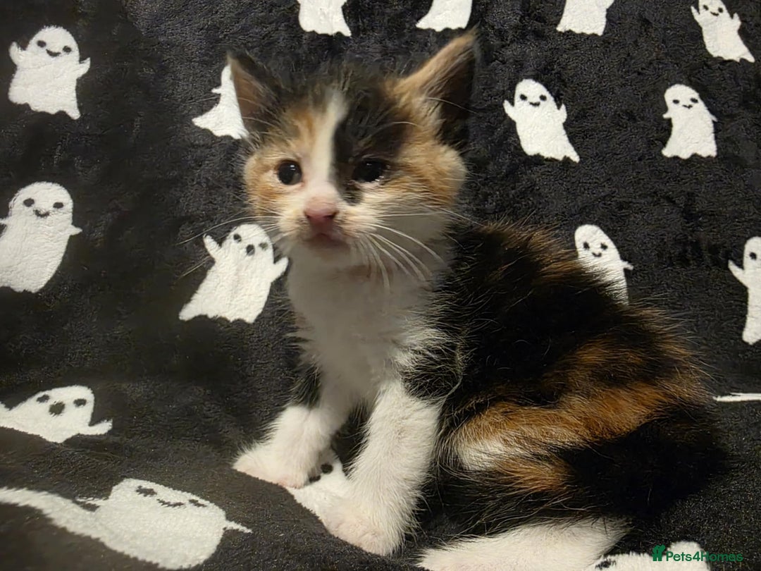 Mixed Breed cats for sale: Kittens for sale  - Image 4