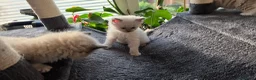 Ragdoll cats for sale: Ragdoll kittens 💉🩺 vaccinated & microchipped - Advert 8