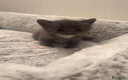 British Shorthair cats for sale: British shorthair x Bengal kittens - Image 19