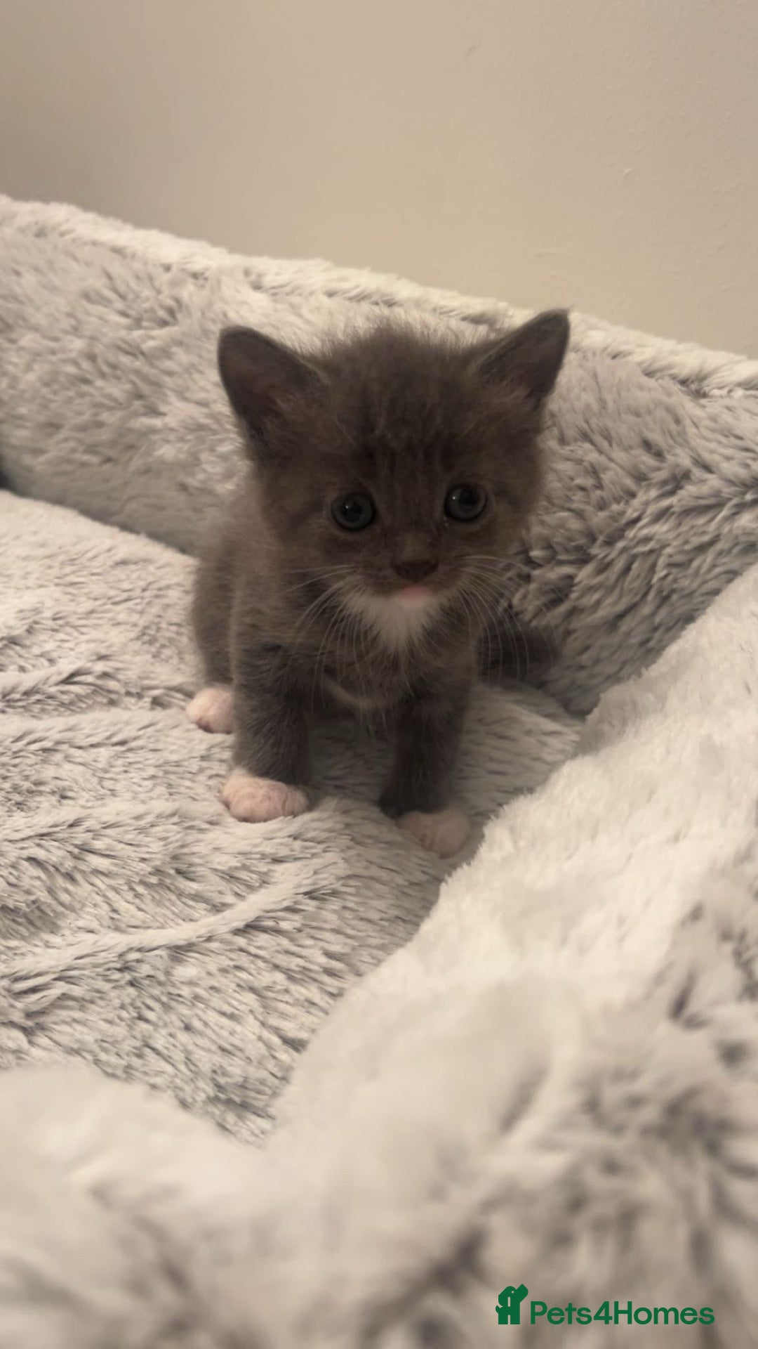 British Shorthair cats for sale: British shorthair x Bengal kittens - Image 19