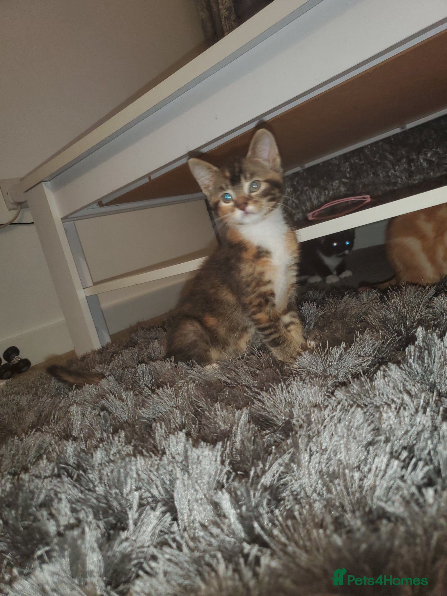 Mixed Breed cats 3 kittens - Advert 1