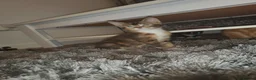 Mixed Breed cats for sale: 3 kittens in Beckenham - Advert 1