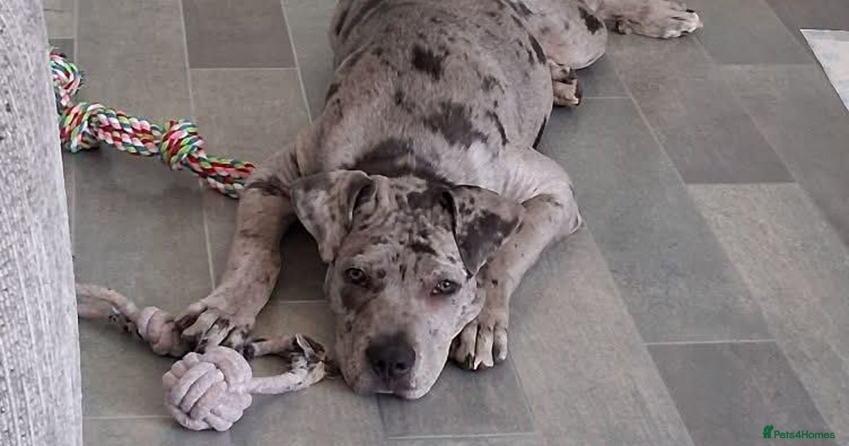 Tan Celtic Design Leather Staffy Staffordshire Bull Terrier Dog Collar Bulldog E - Foto 12