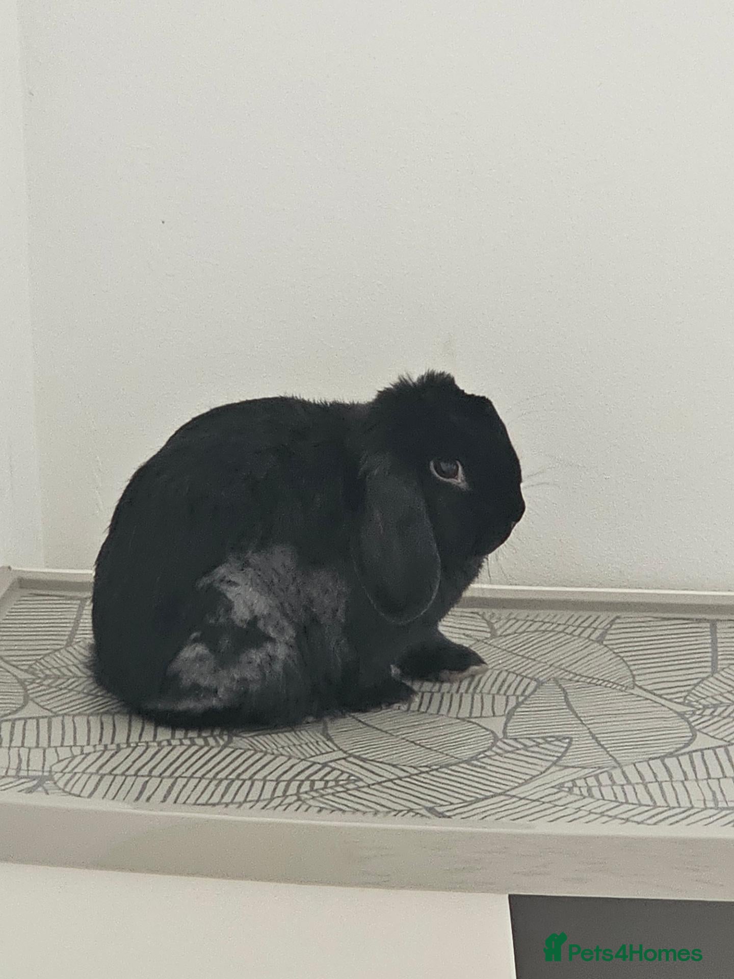 Mixed Breed rabbits 1 Year Old Lop Rabbit - Advert 12
