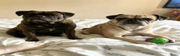 Frug dogs for sale: Female and male frug - Advert 11