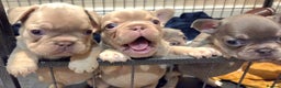 French Bulldog dogs for sale: Isabella & lilac & tan chunky frenchies - Advert 10