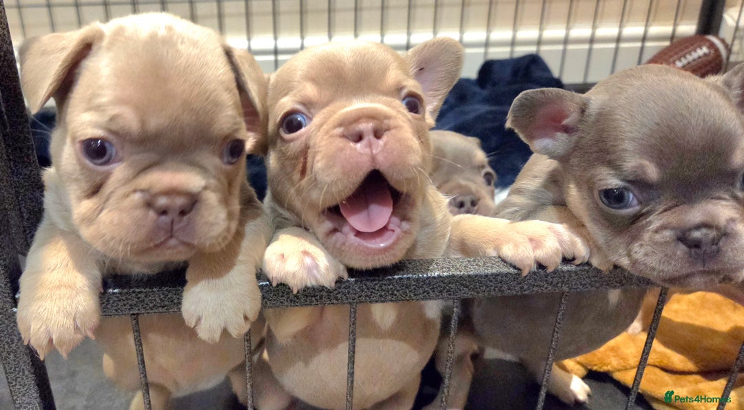 French Bulldog dogs for sale: Isabella & lilac & tan chunky frenchies - Advert 10