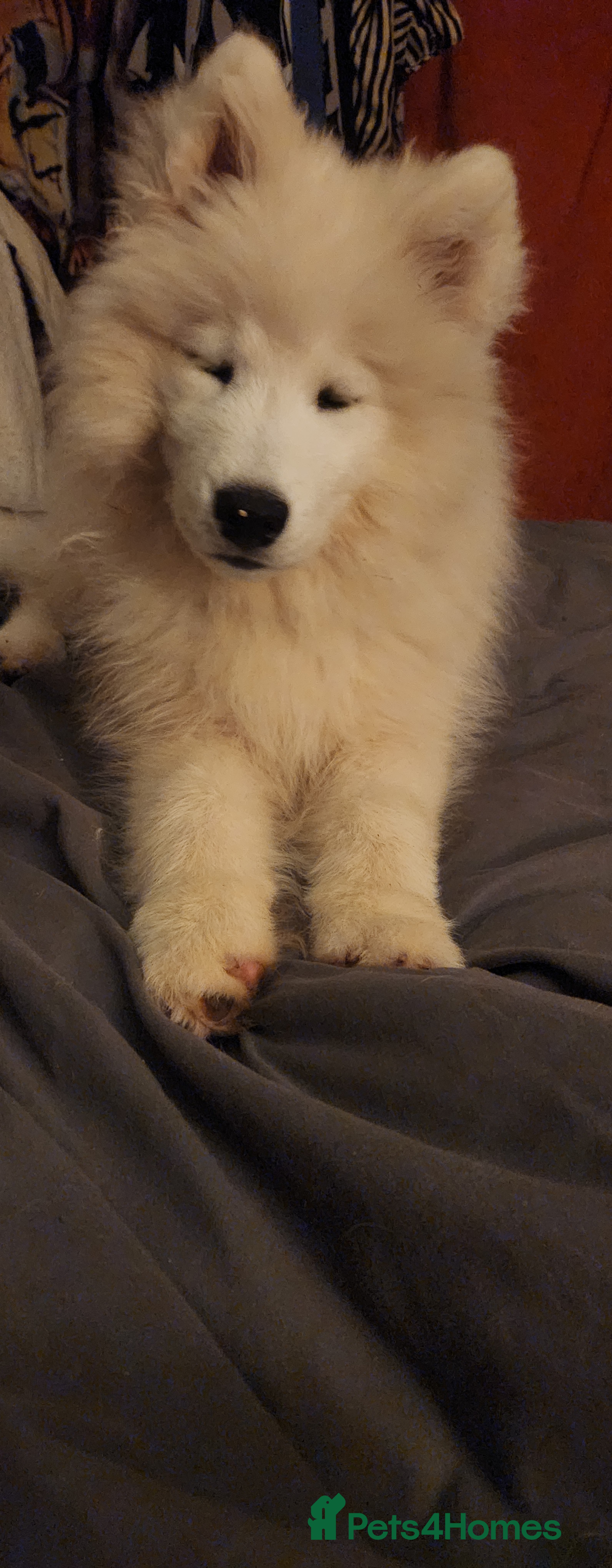 Samoyed dogs LAST - Stunning Female Pedigree Samoyed Puppies  - Advert 1