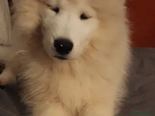 Samoyed dogs LAST - Stunning Female Pedigree Samoyed Puppies - Advert 1