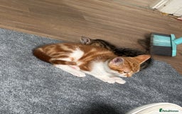 Mixed Breed cats for sale: 2 male cats  - Image 2