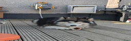Alaskan Malamute dogs for sale: Champ KC Registered Alaskan Malamute Puppies - Advert 4