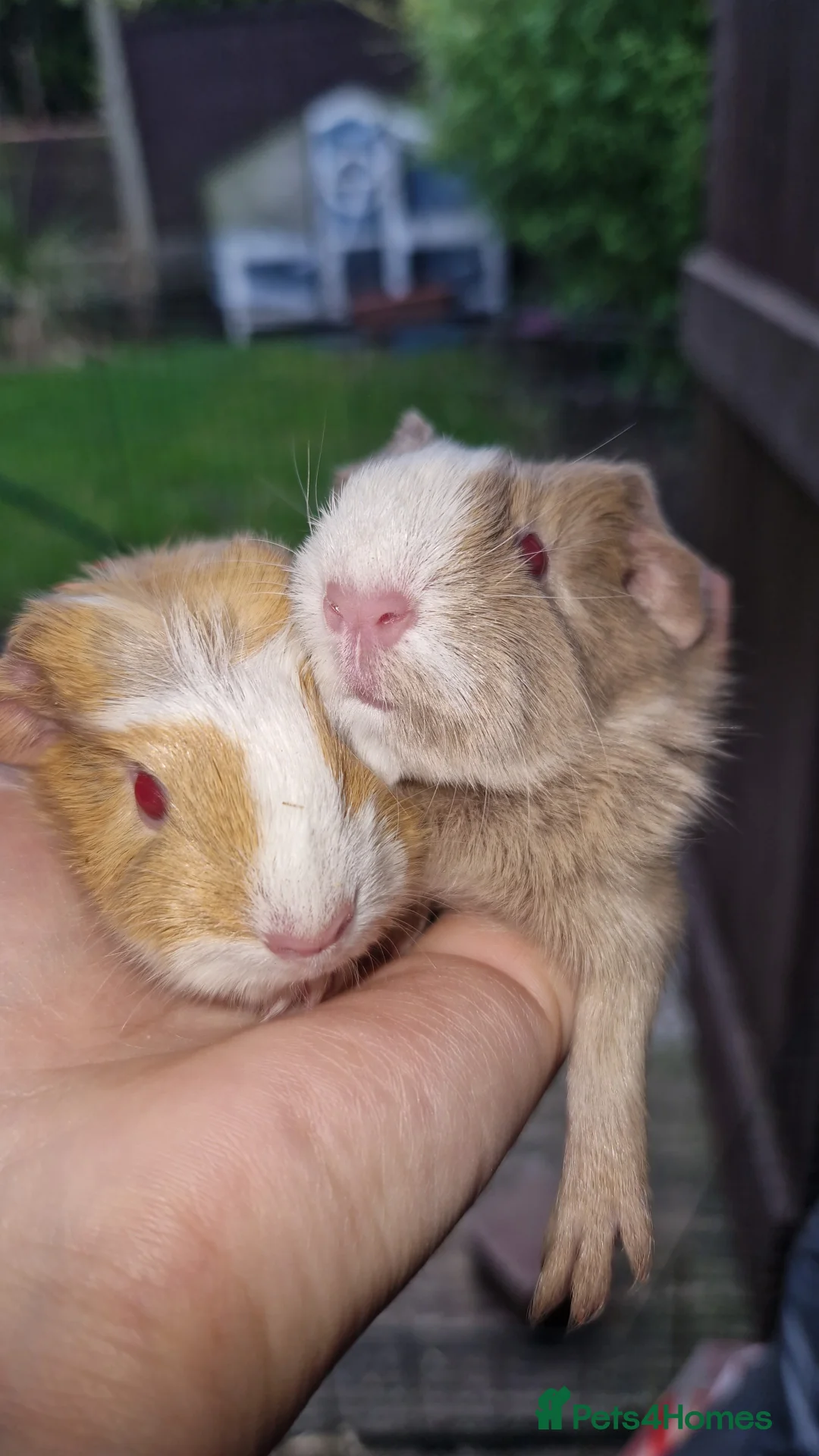Guinea Pig rodents for sale: Two bond boys will be ready on 6th march 26  - Advert 3