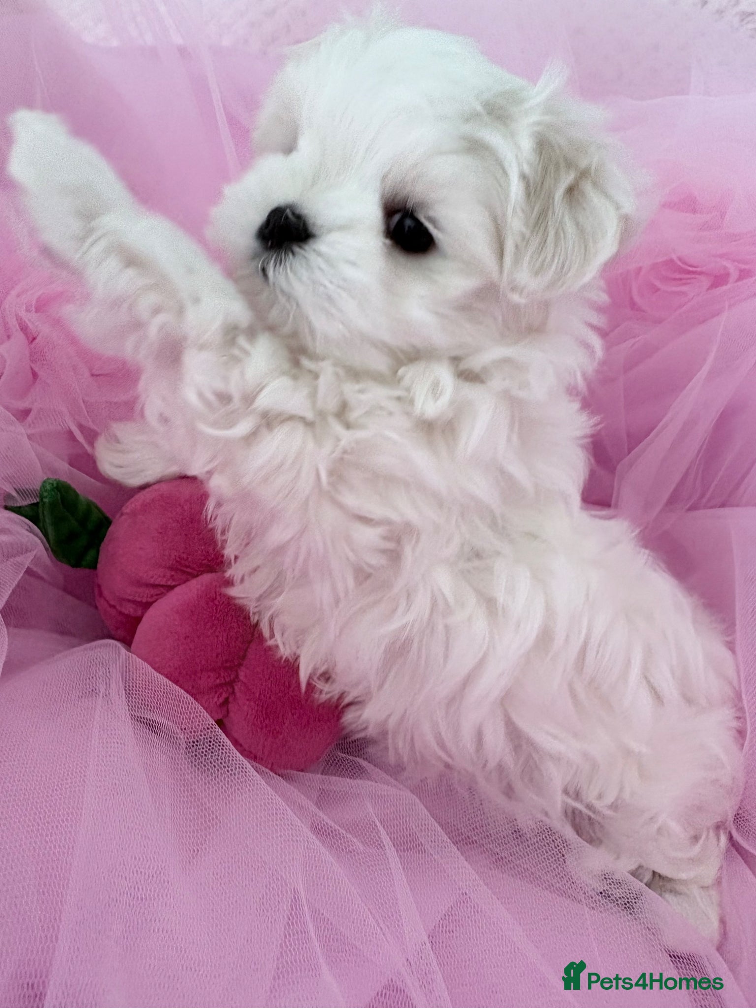 Maltese dogs 💗Gorgeous Korean baby girl 💗 - Advert 11