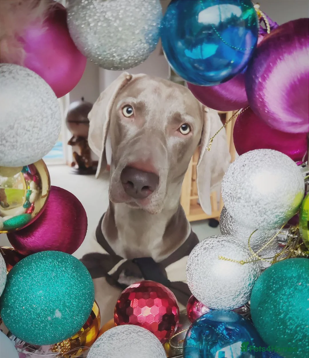 Weimaraner dogs for stud: 🔥super stud🔥Hipscored🔥KC reg in Woodbridge - Advert 17