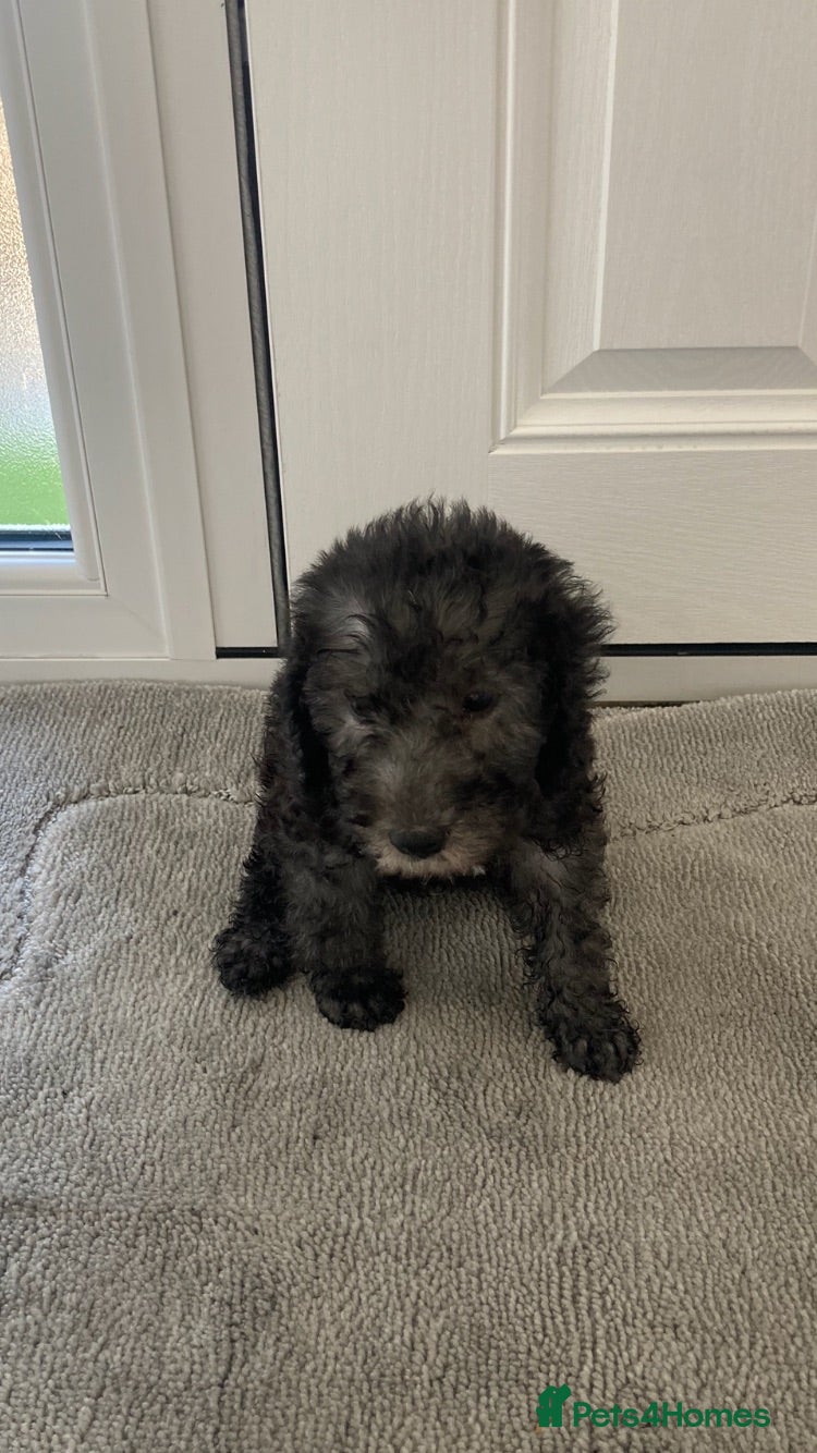 Bedlington Terrier dogs Bedlington terrier puppies 🐶 only 2 available 🐶 - Advert 5