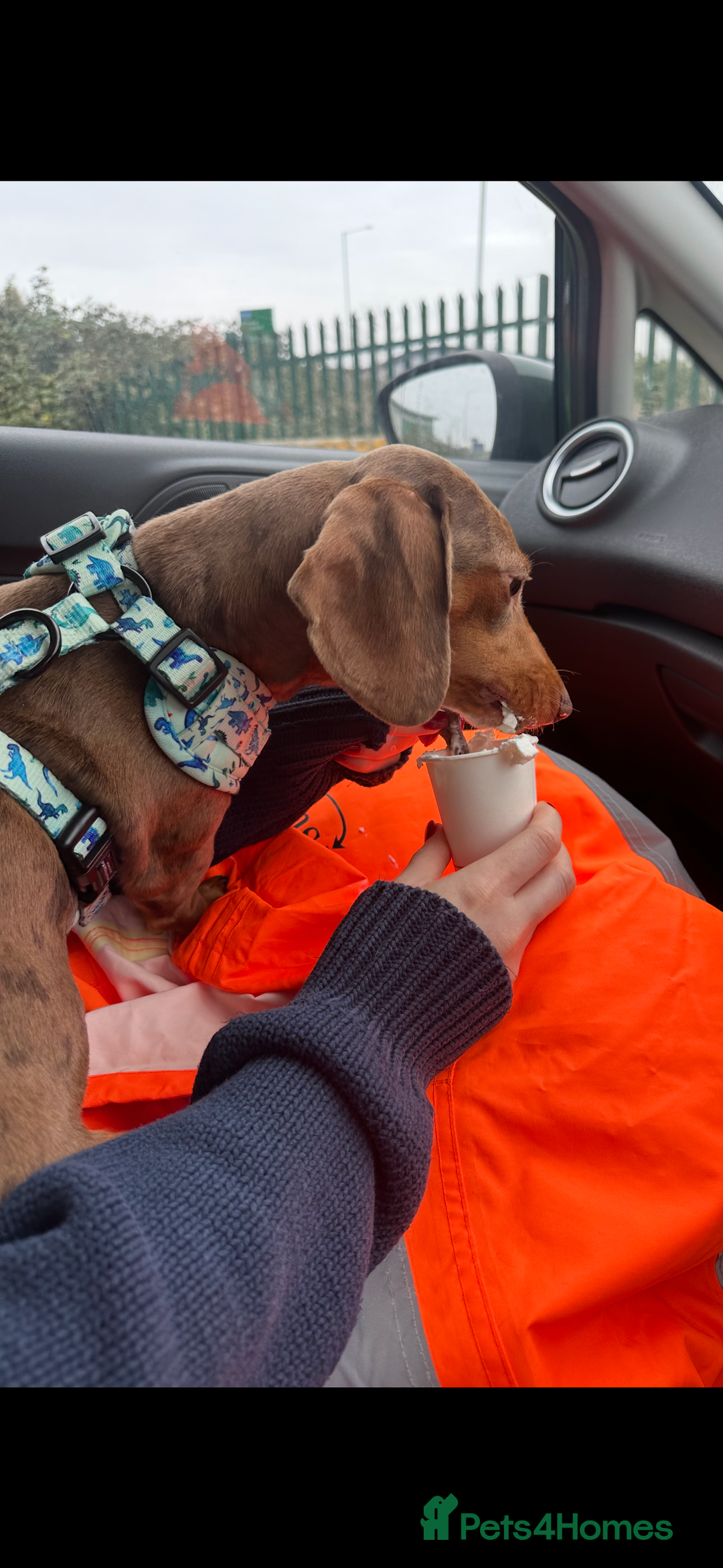 Miniature Dachshund dogs for sale: Gorgeous miniature dachshund puppies - Image 20