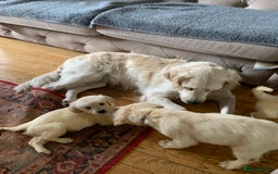 Golden Retriever dogs for sale: Golden Retrievers puppy for sale - Image 4